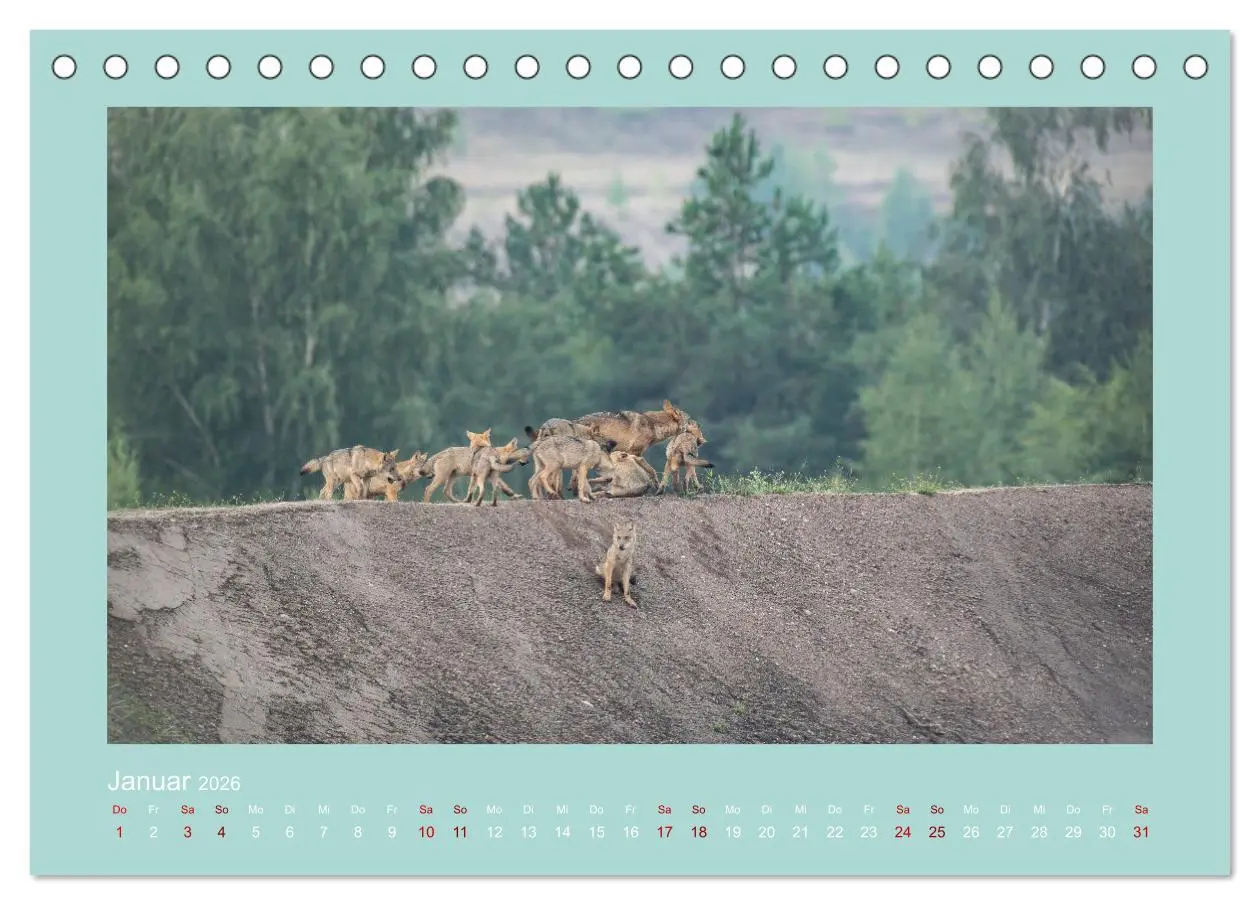 Bild: 9783457488058 | Wölfe, Impressionen aus der Lausitz (Tischkalender 2026 DIN A5...