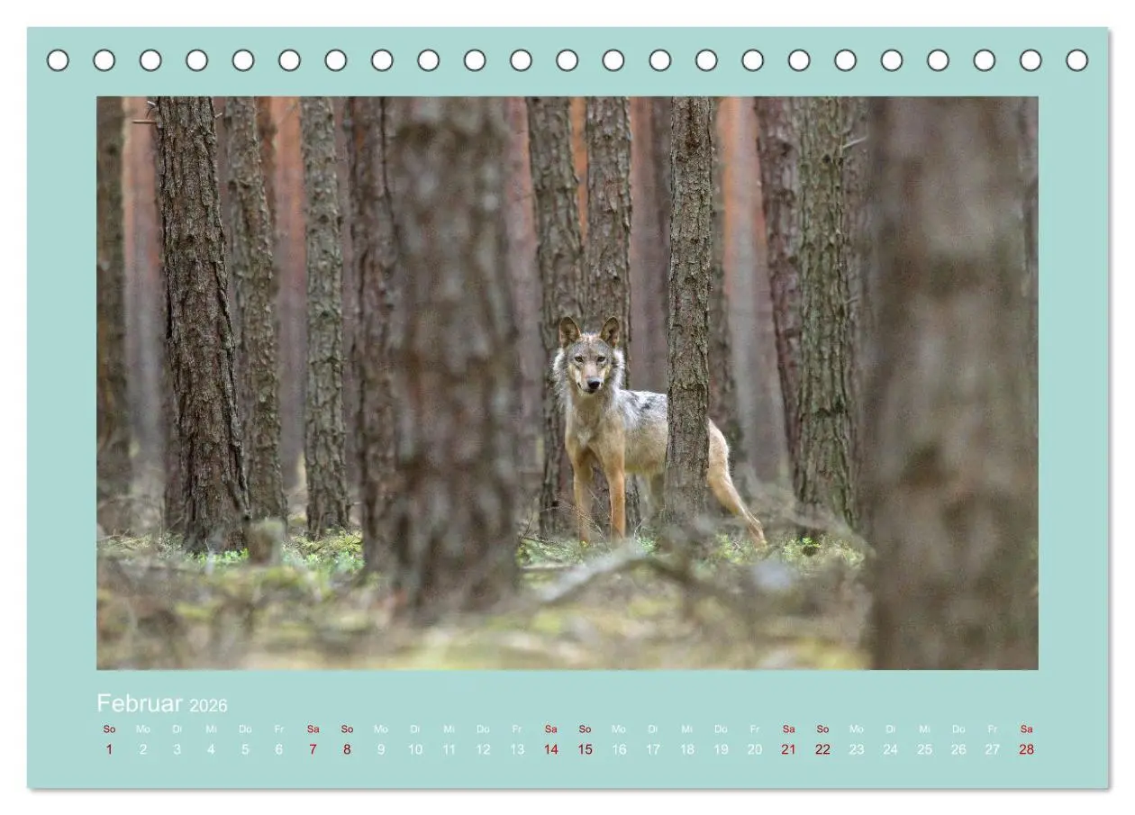 Bild: 9783457488058 | Wölfe, Impressionen aus der Lausitz (Tischkalender 2026 DIN A5...