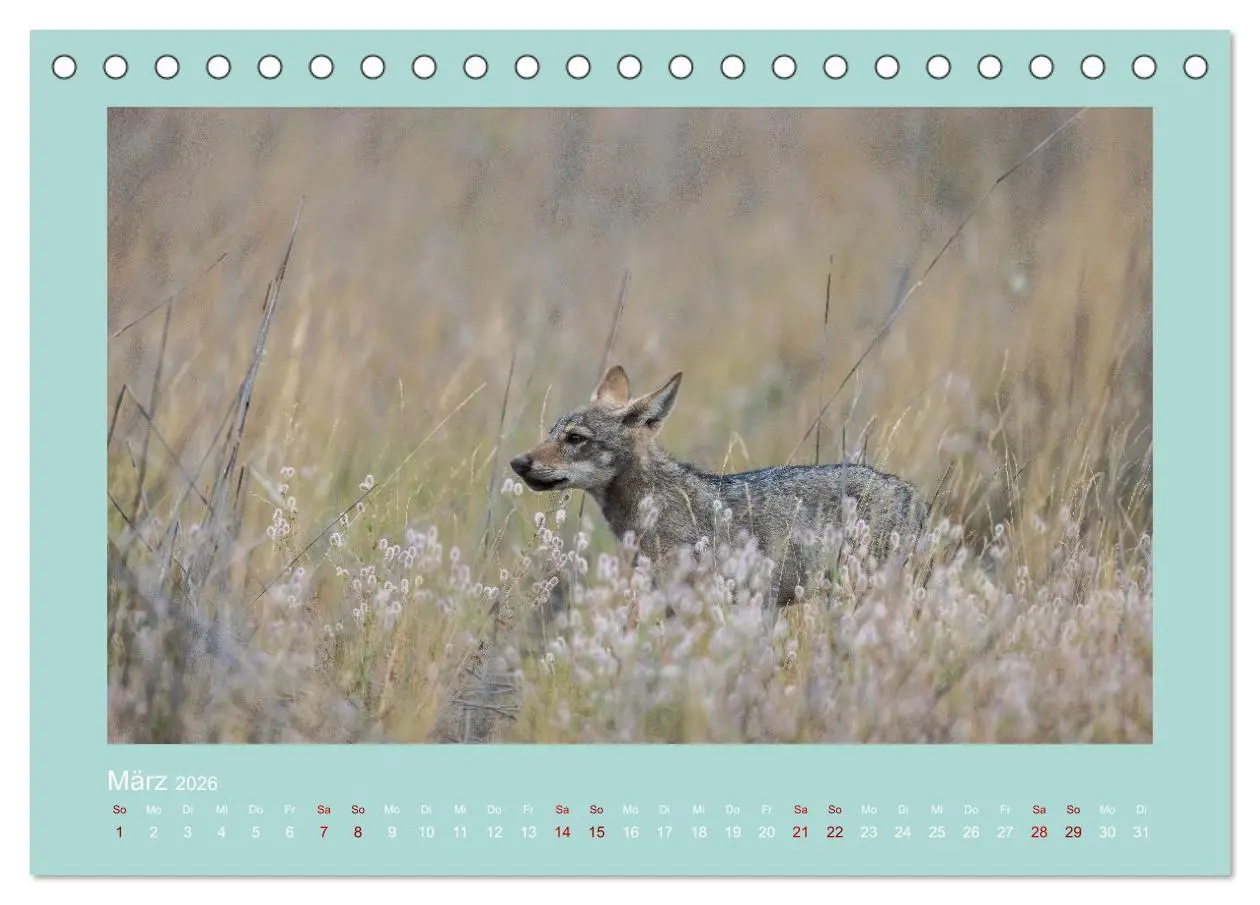 Bild: 9783457488058 | Wölfe, Impressionen aus der Lausitz (Tischkalender 2026 DIN A5...