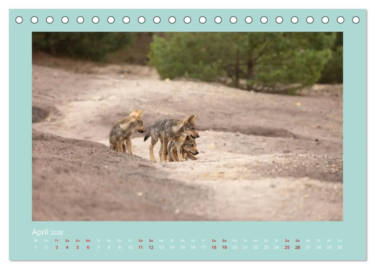 Bild: 9783457488058 | Wölfe, Impressionen aus der Lausitz (Tischkalender 2026 DIN A5...