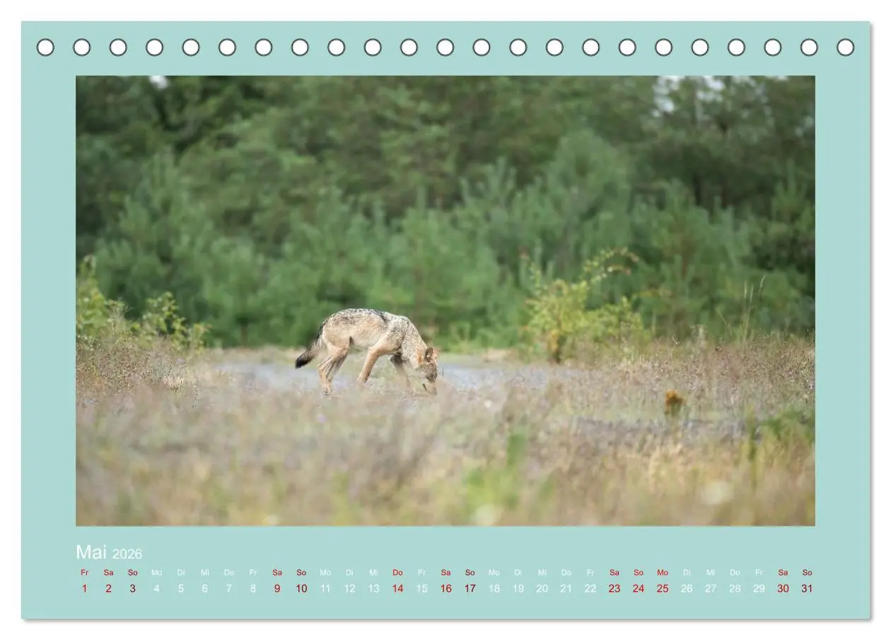 Bild: 9783457488058 | Wölfe, Impressionen aus der Lausitz (Tischkalender 2026 DIN A5...