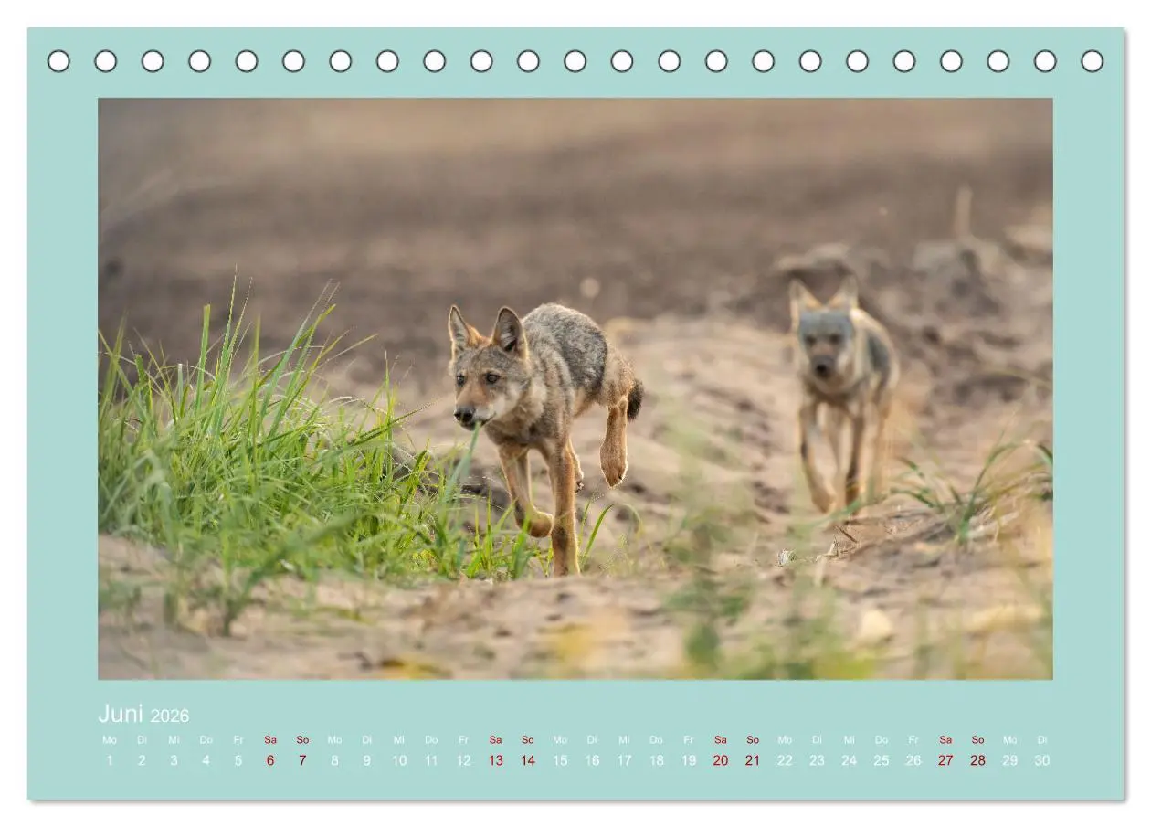 Bild: 9783457488058 | Wölfe, Impressionen aus der Lausitz (Tischkalender 2026 DIN A5...