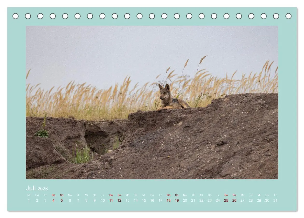 Bild: 9783457488058 | Wölfe, Impressionen aus der Lausitz (Tischkalender 2026 DIN A5...