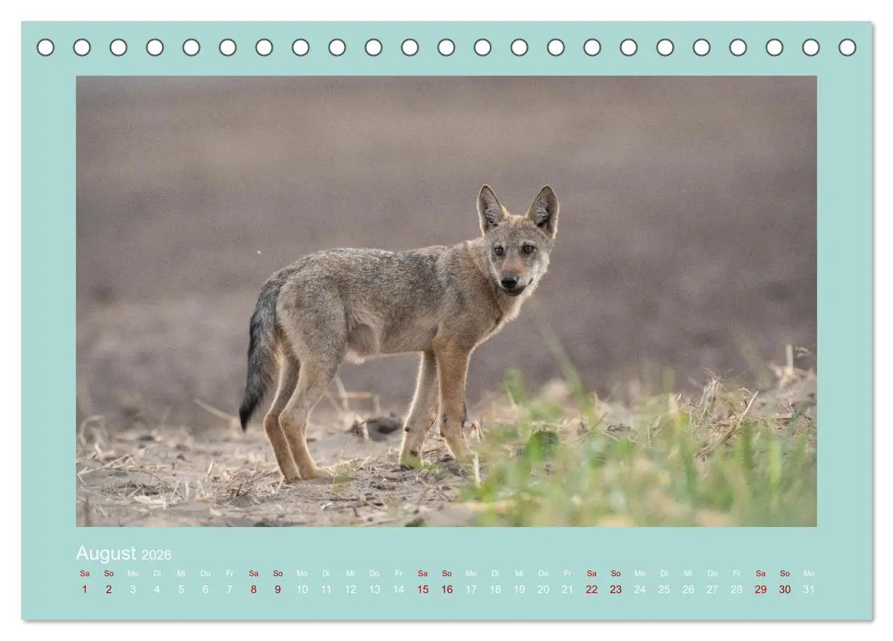 Bild: 9783457488058 | Wölfe, Impressionen aus der Lausitz (Tischkalender 2026 DIN A5...