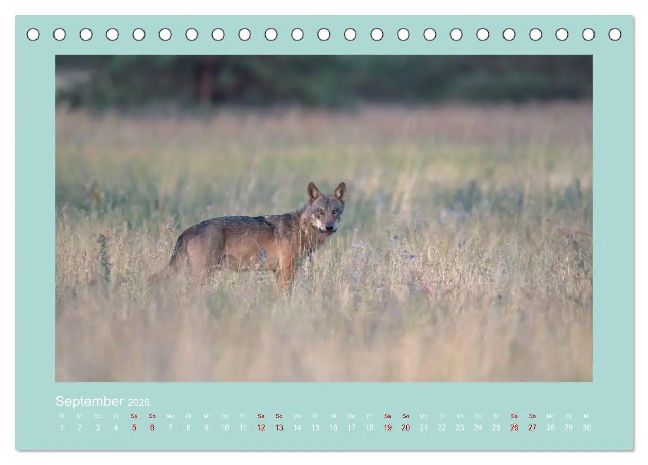 Bild: 9783457488058 | Wölfe, Impressionen aus der Lausitz (Tischkalender 2026 DIN A5...