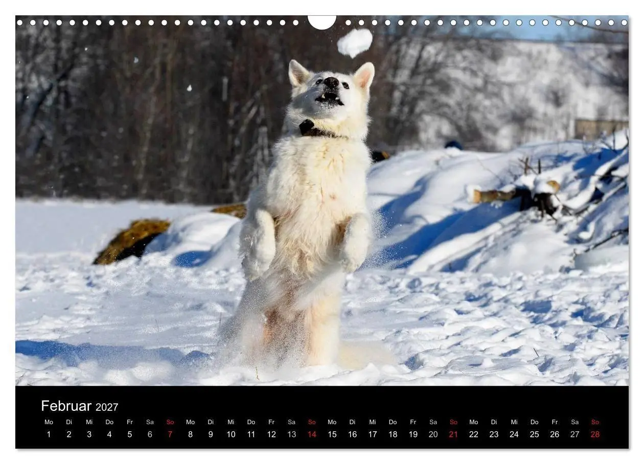Bild: 9783594178058 | Weißer Schweizer Schäferhund (Wandkalender 2027 DIN A3 quer),...