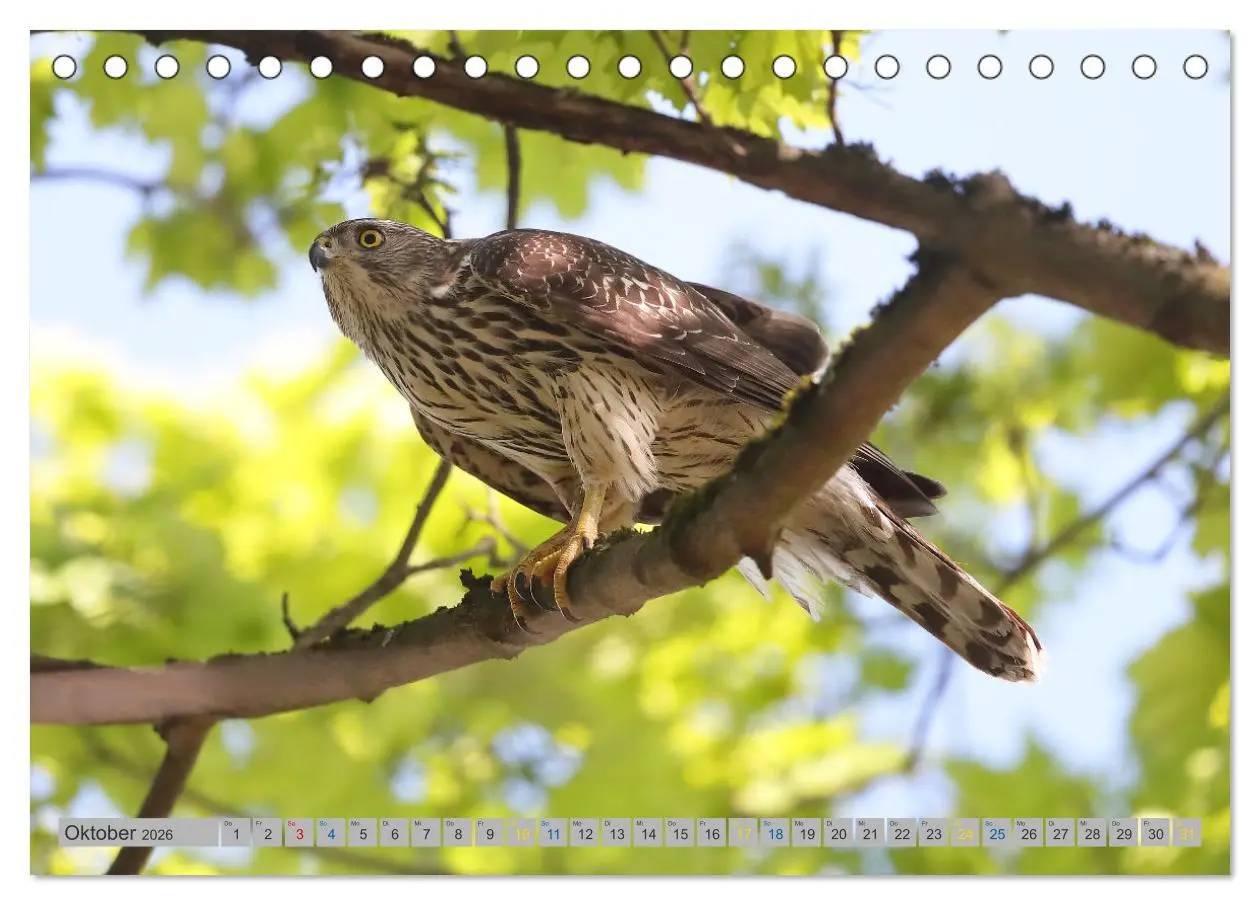 Bild: 9783457478158 | Habicht - aus dem Leben eines imposanten Greifvogels (Tischkalender...