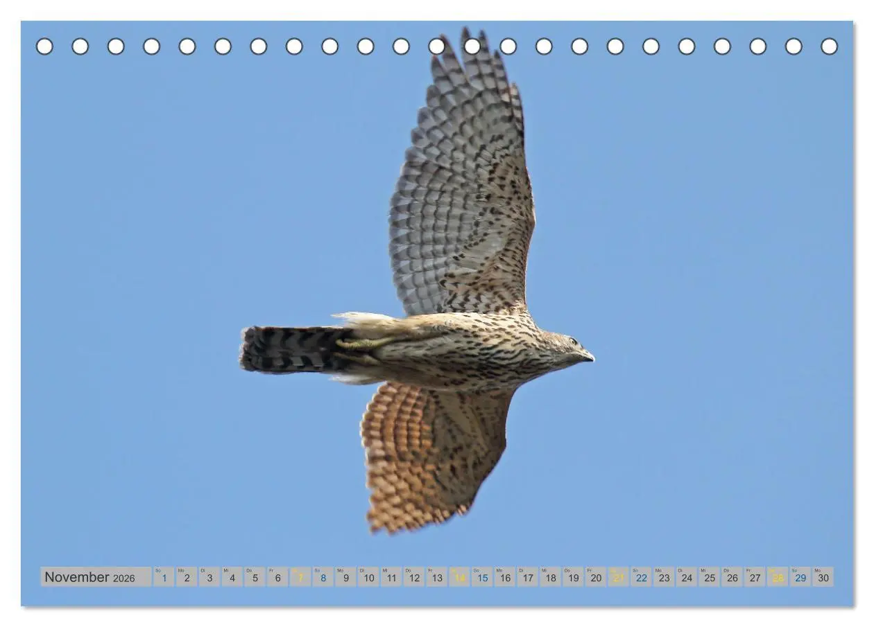 Bild: 9783457478158 | Habicht - aus dem Leben eines imposanten Greifvogels (Tischkalender...