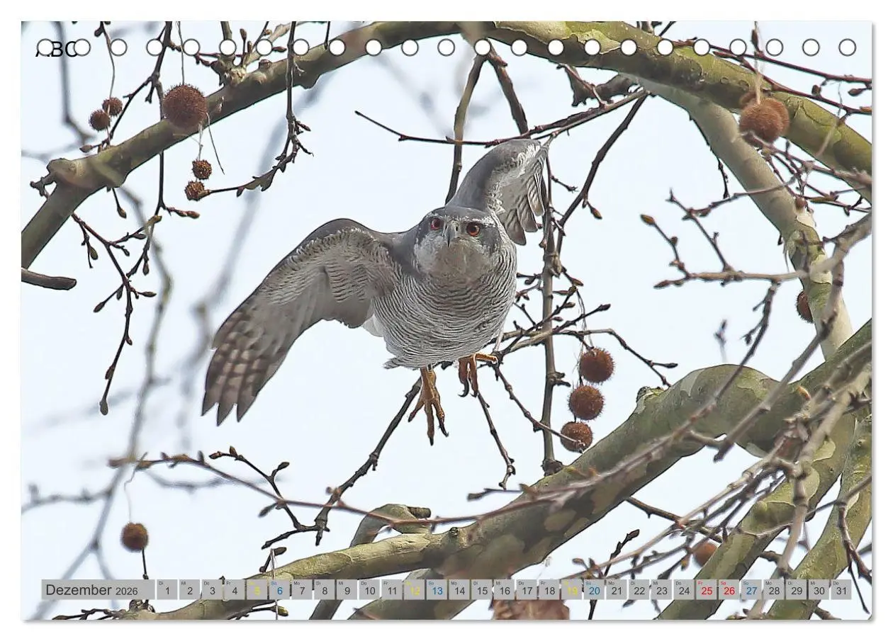 Bild: 9783457478158 | Habicht - aus dem Leben eines imposanten Greifvogels (Tischkalender...