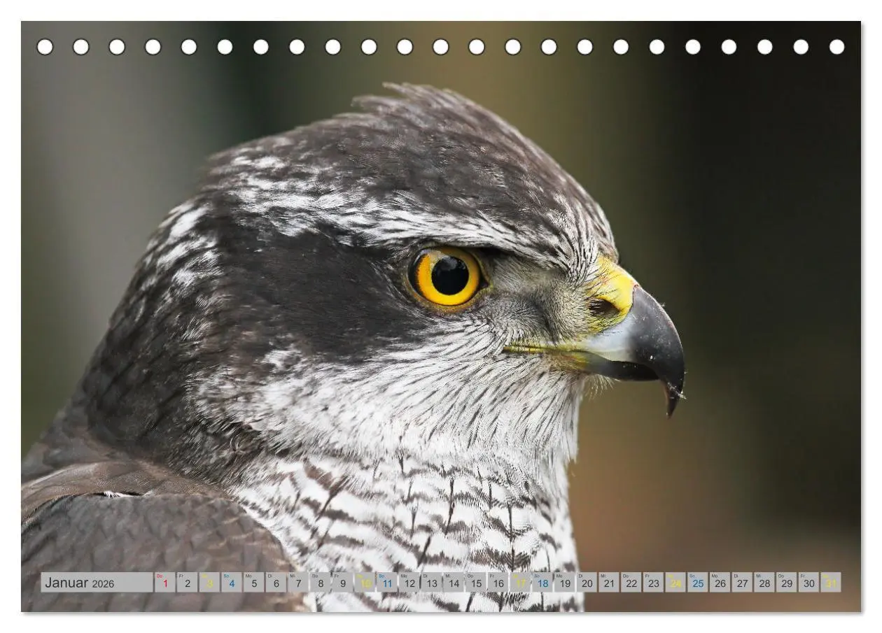 Bild: 9783457478158 | Habicht - aus dem Leben eines imposanten Greifvogels (Tischkalender...