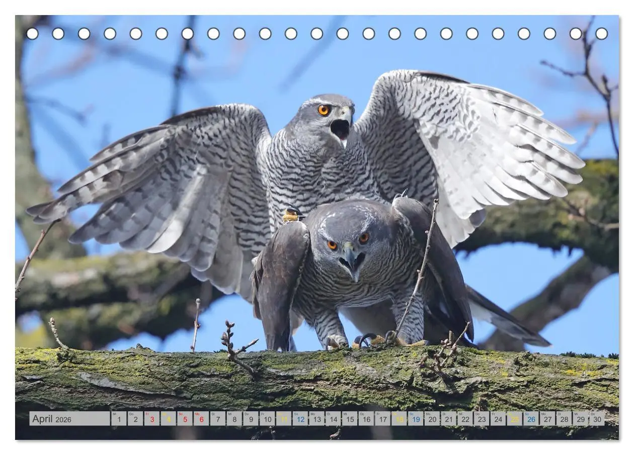 Bild: 9783457478158 | Habicht - aus dem Leben eines imposanten Greifvogels (Tischkalender...