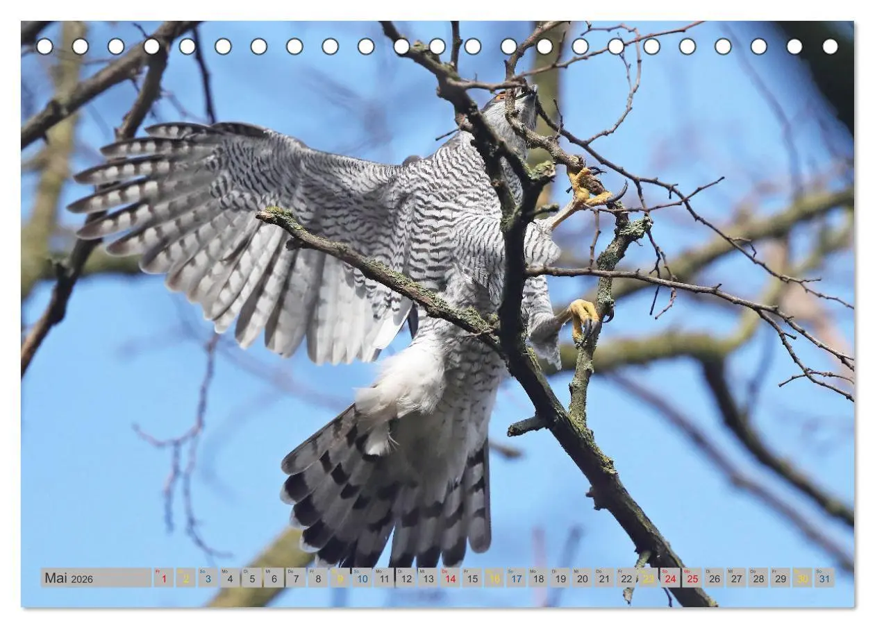 Bild: 9783457478158 | Habicht - aus dem Leben eines imposanten Greifvogels (Tischkalender...