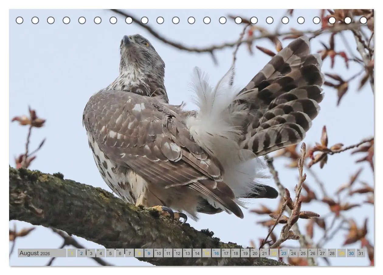 Bild: 9783457478158 | Habicht - aus dem Leben eines imposanten Greifvogels (Tischkalender...