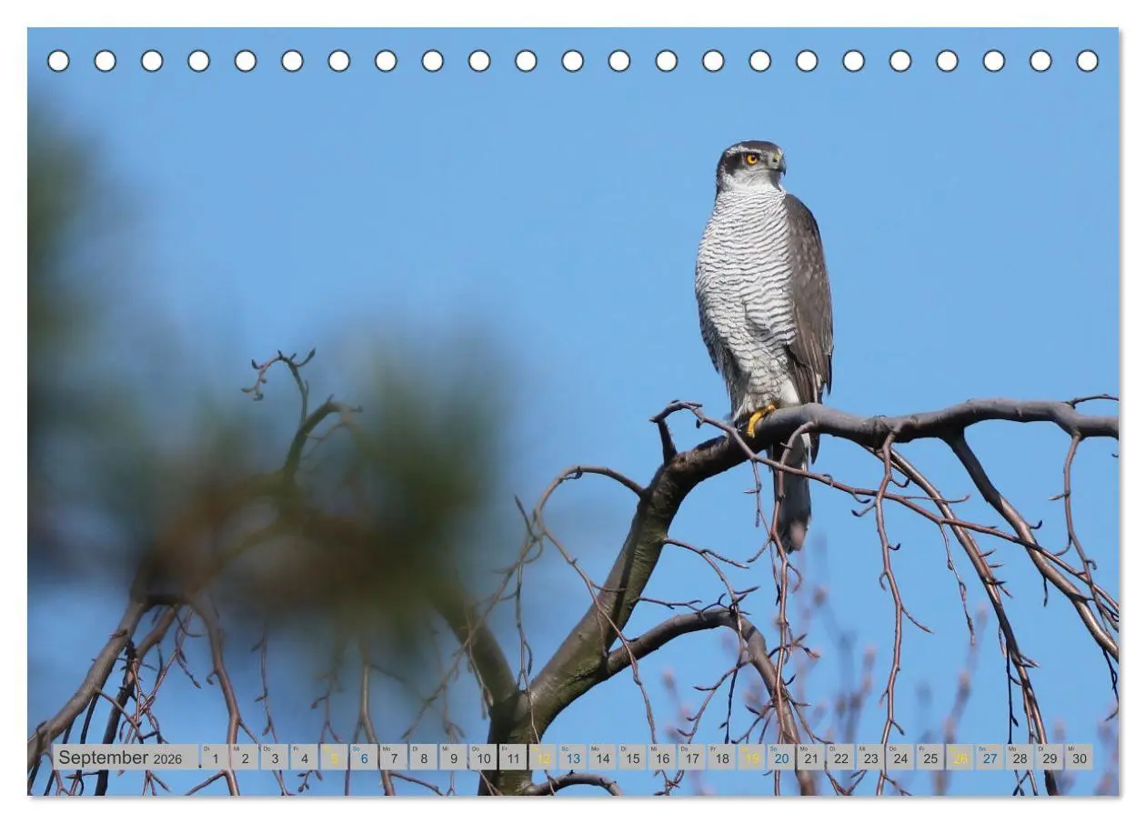Bild: 9783457478158 | Habicht - aus dem Leben eines imposanten Greifvogels (Tischkalender...