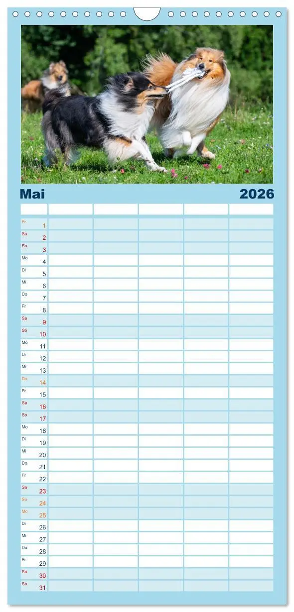 Bild: 9783516498158 | Familienplaner 2026 - Collies - die schönsten Hunde der Welt mit 5...