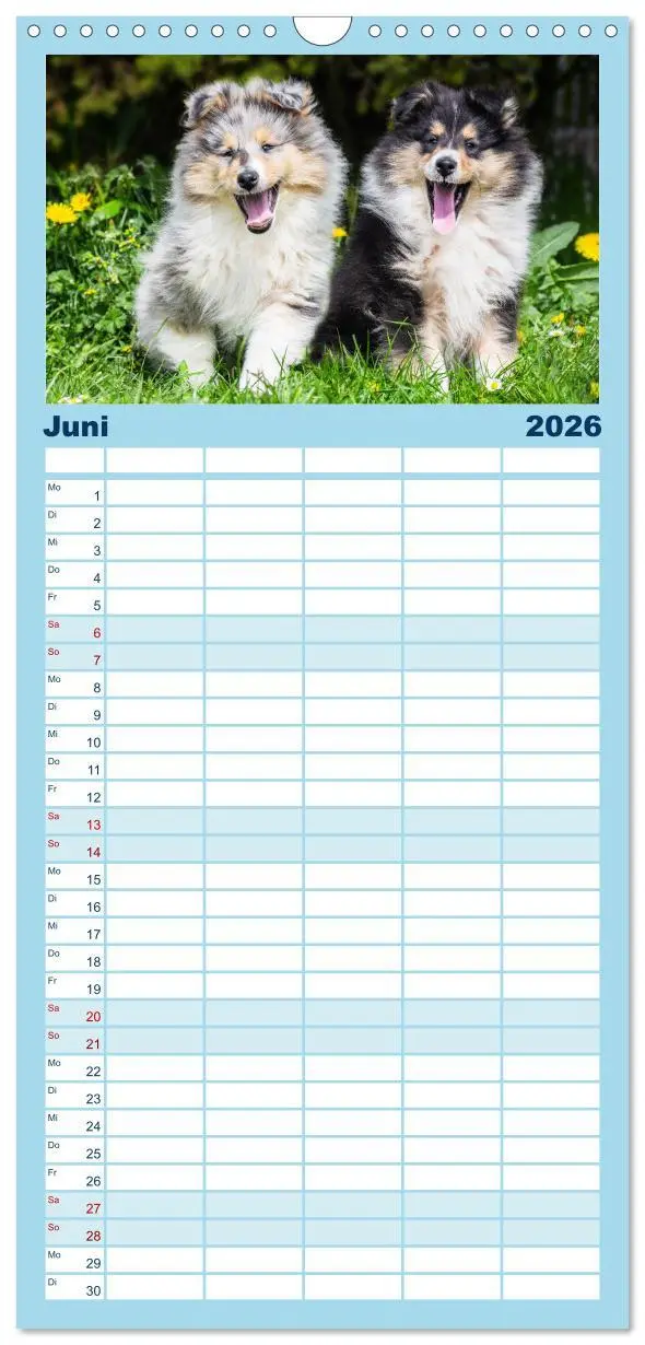 Bild: 9783516498158 | Familienplaner 2026 - Collies - die schönsten Hunde der Welt mit 5...