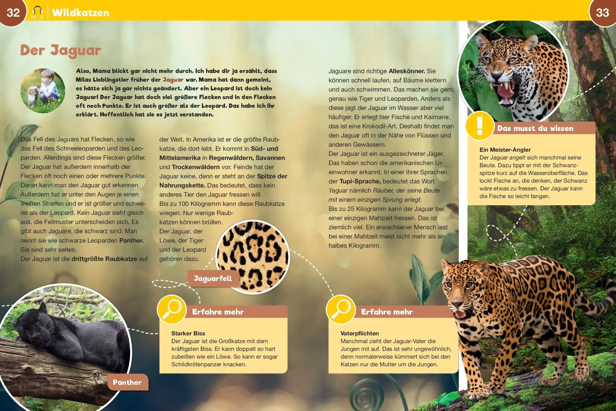 Bild: 9783867408158 | Leselauscher Wissen: Raubkatzen (inkl. CD) | Aileen van Lipzig | Buch