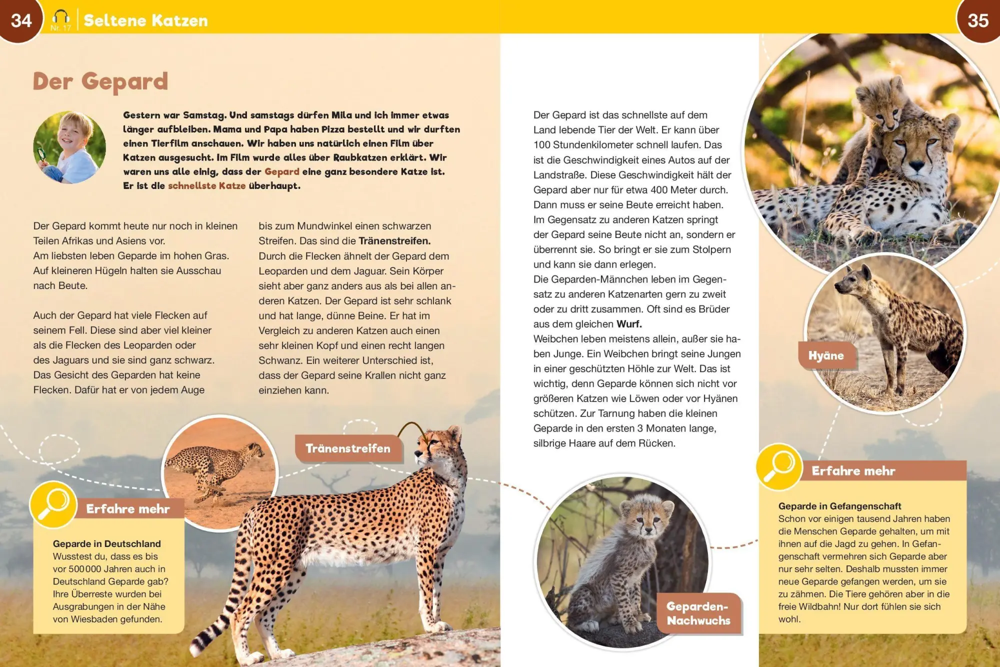 Bild: 9783867408158 | Leselauscher Wissen: Raubkatzen (inkl. CD) | Aileen van Lipzig | Buch