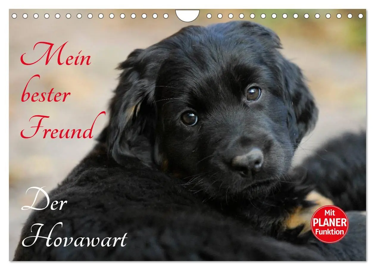Cover: 9783516008258 | Mein bester Freund - Der Hovawart (Wandkalender 2026 DIN A4 quer),...