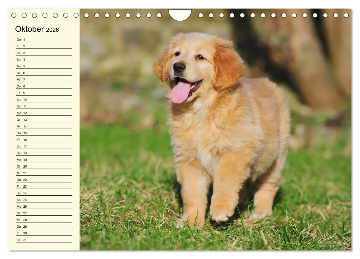 Bild: 9783516008258 | Mein bester Freund - Der Hovawart (Wandkalender 2026 DIN A4 quer),...
