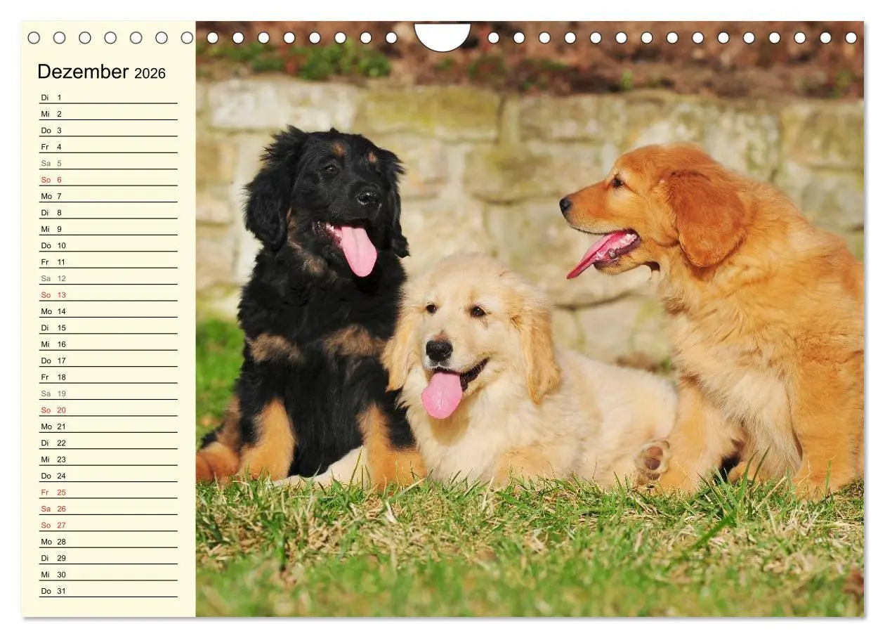 Bild: 9783516008258 | Mein bester Freund - Der Hovawart (Wandkalender 2026 DIN A4 quer),...