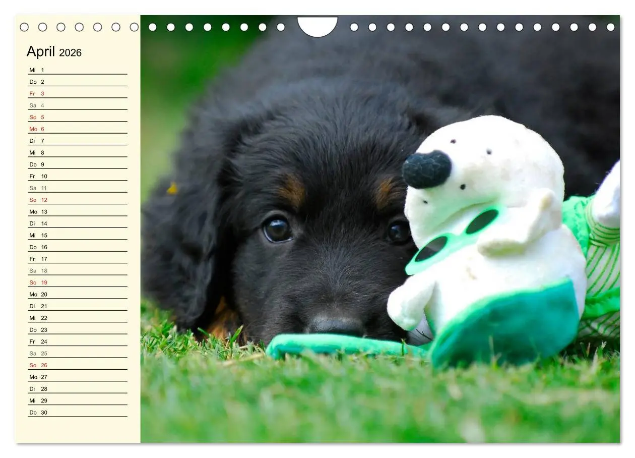 Bild: 9783516008258 | Mein bester Freund - Der Hovawart (Wandkalender 2026 DIN A4 quer),...