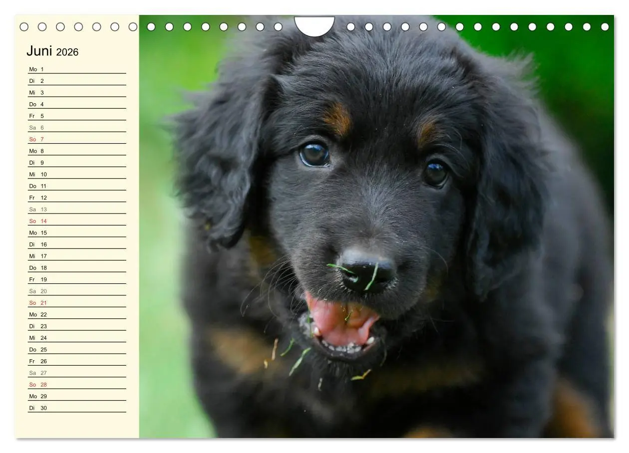 Bild: 9783516008258 | Mein bester Freund - Der Hovawart (Wandkalender 2026 DIN A4 quer),...