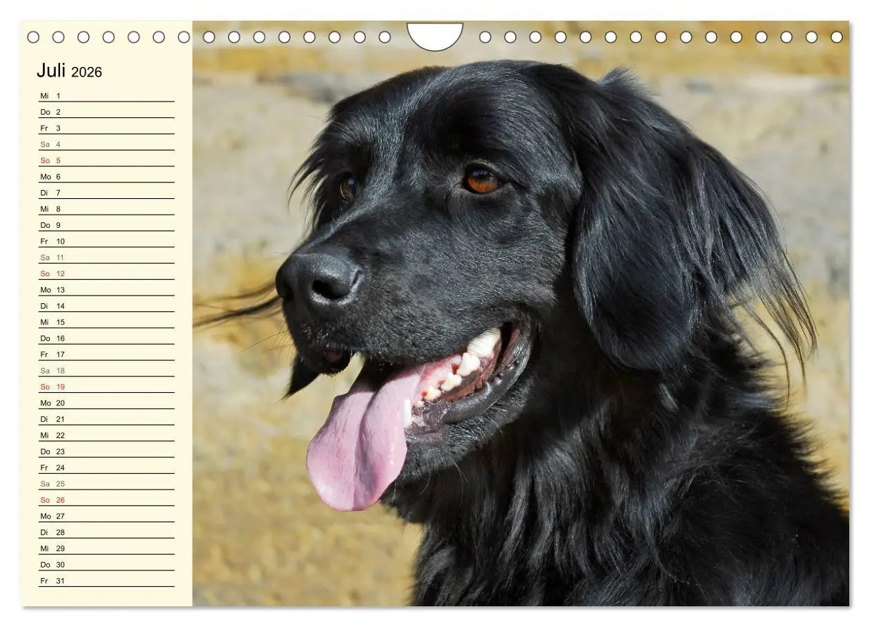 Bild: 9783516008258 | Mein bester Freund - Der Hovawart (Wandkalender 2026 DIN A4 quer),...