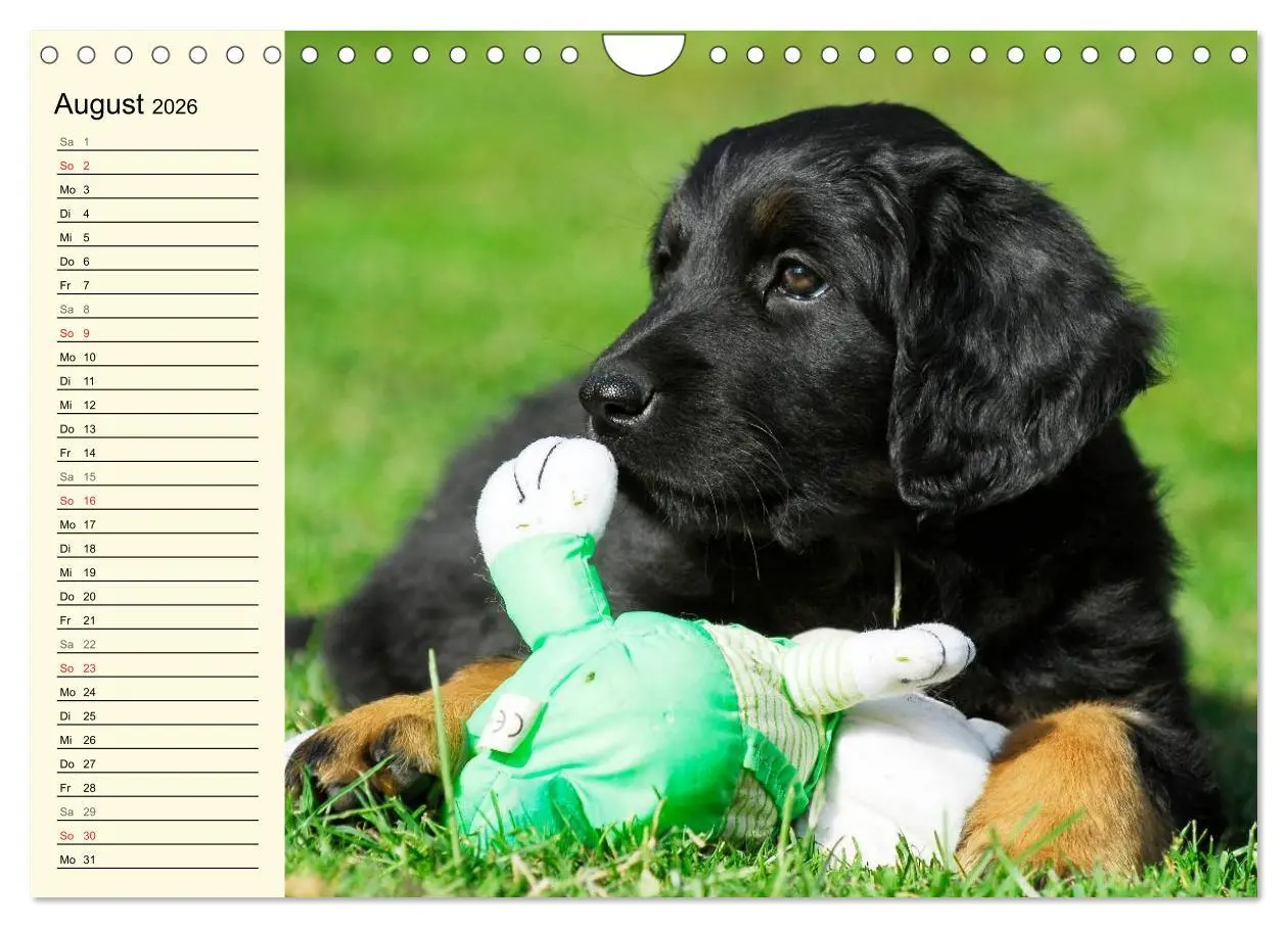 Bild: 9783516008258 | Mein bester Freund - Der Hovawart (Wandkalender 2026 DIN A4 quer),...