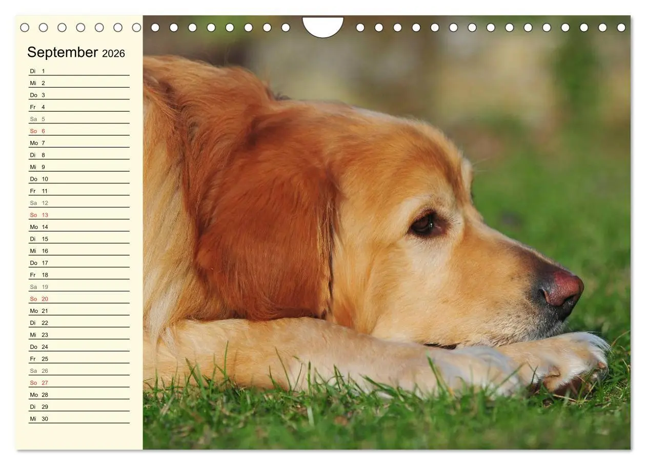 Bild: 9783516008258 | Mein bester Freund - Der Hovawart (Wandkalender 2026 DIN A4 quer),...