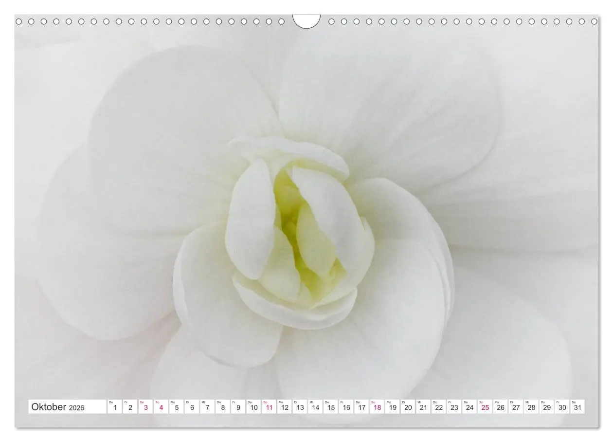 Bild: 9783457908358 | Traumblüten in Weiß (Wandkalender 2026 DIN A3 quer), CALVENDO...