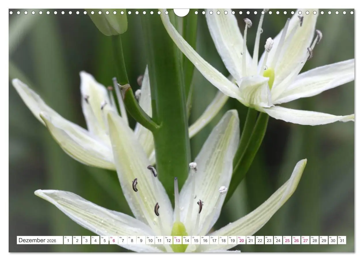 Bild: 9783457908358 | Traumblüten in Weiß (Wandkalender 2026 DIN A3 quer), CALVENDO...