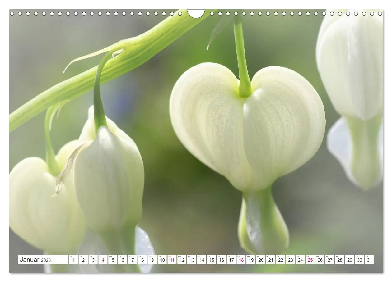 Bild: 9783457908358 | Traumblüten in Weiß (Wandkalender 2026 DIN A3 quer), CALVENDO...