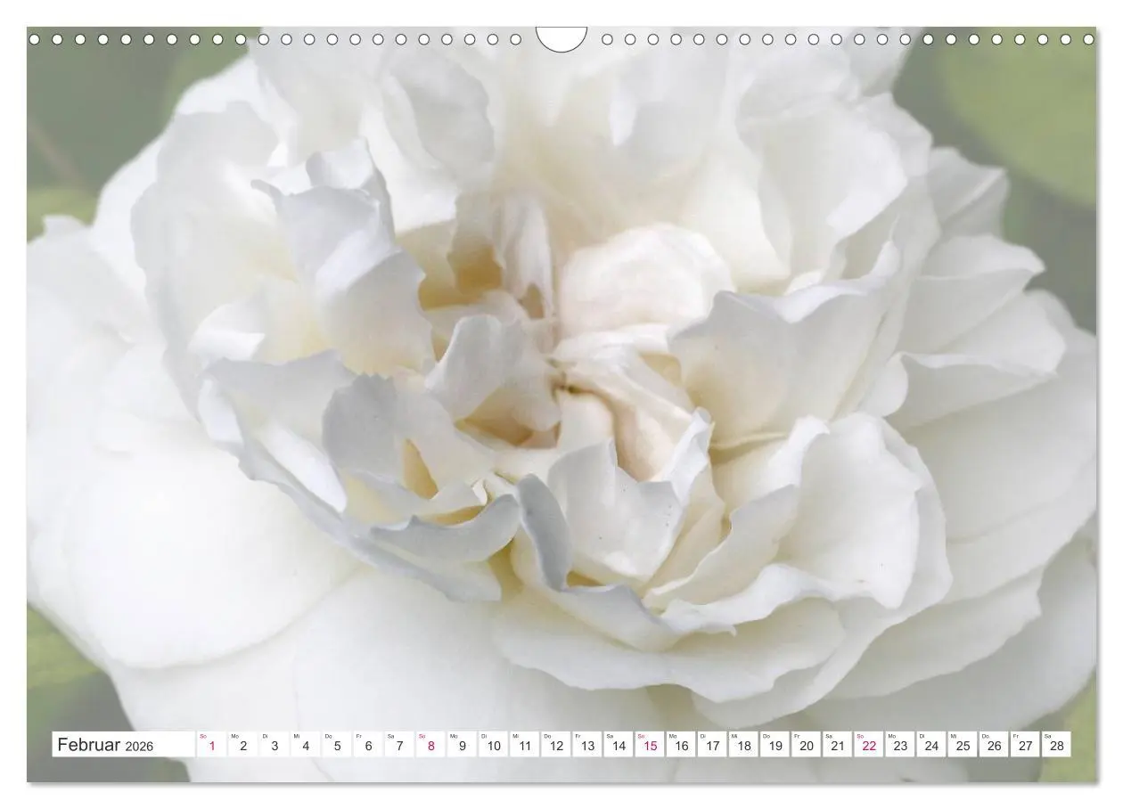 Bild: 9783457908358 | Traumblüten in Weiß (Wandkalender 2026 DIN A3 quer), CALVENDO...