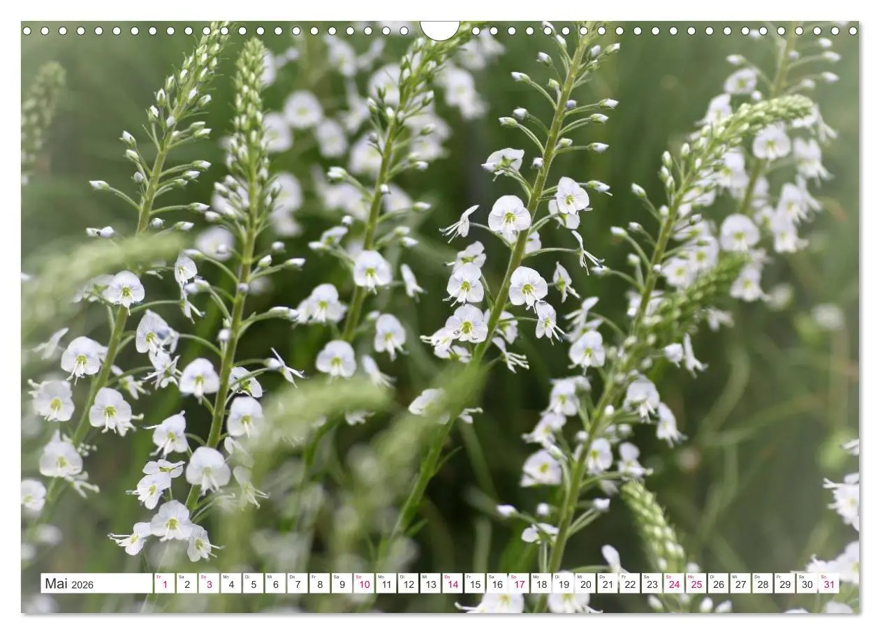 Bild: 9783457908358 | Traumblüten in Weiß (Wandkalender 2026 DIN A3 quer), CALVENDO...