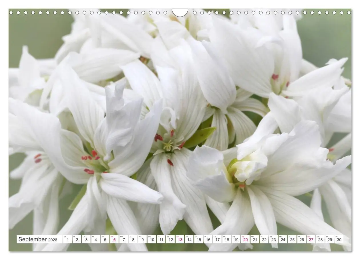 Bild: 9783457908358 | Traumblüten in Weiß (Wandkalender 2026 DIN A3 quer), CALVENDO...