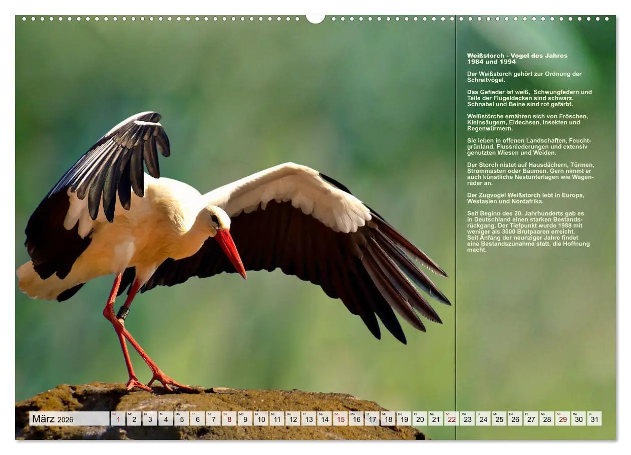 Bild: 9783457518458 | Heimische Vögel des Jahres (Wandkalender 2026 DIN A2 quer),...
