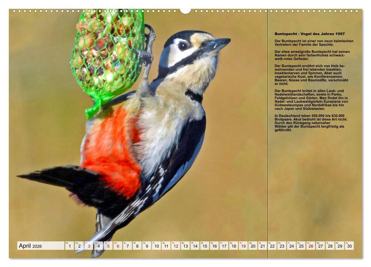 Bild: 9783457518458 | Heimische Vögel des Jahres (Wandkalender 2026 DIN A2 quer),...