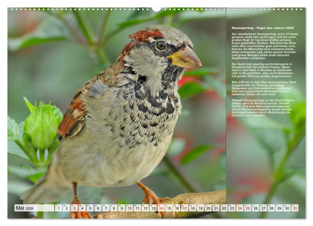 Bild: 9783457518458 | Heimische Vögel des Jahres (Wandkalender 2026 DIN A2 quer),...
