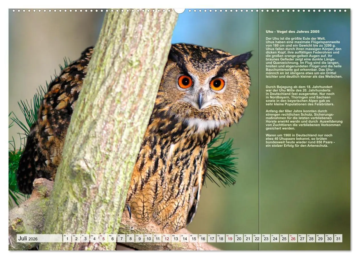 Bild: 9783457518458 | Heimische Vögel des Jahres (Wandkalender 2026 DIN A2 quer),...