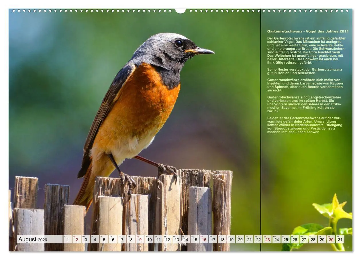 Bild: 9783457518458 | Heimische Vögel des Jahres (Wandkalender 2026 DIN A2 quer),...