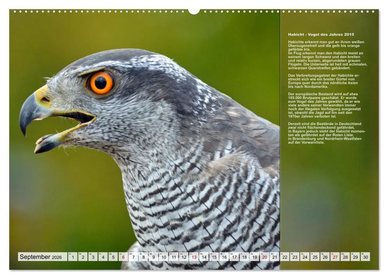 Bild: 9783457518458 | Heimische Vögel des Jahres (Wandkalender 2026 DIN A2 quer),...