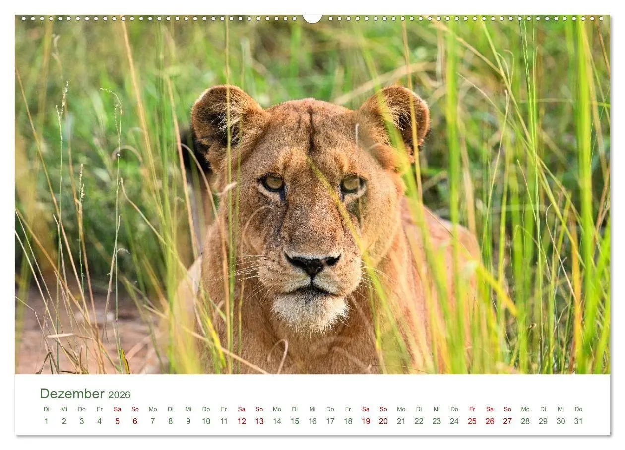 Bild: 9783516698558 | Tierwelten UGANDA (hochwertiger Premium Wandkalender 2026 DIN A2...