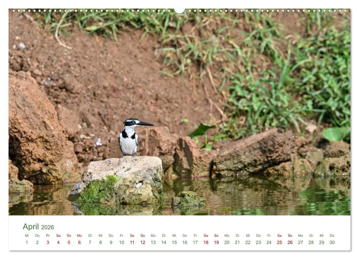 Bild: 9783516698558 | Tierwelten UGANDA (hochwertiger Premium Wandkalender 2026 DIN A2...