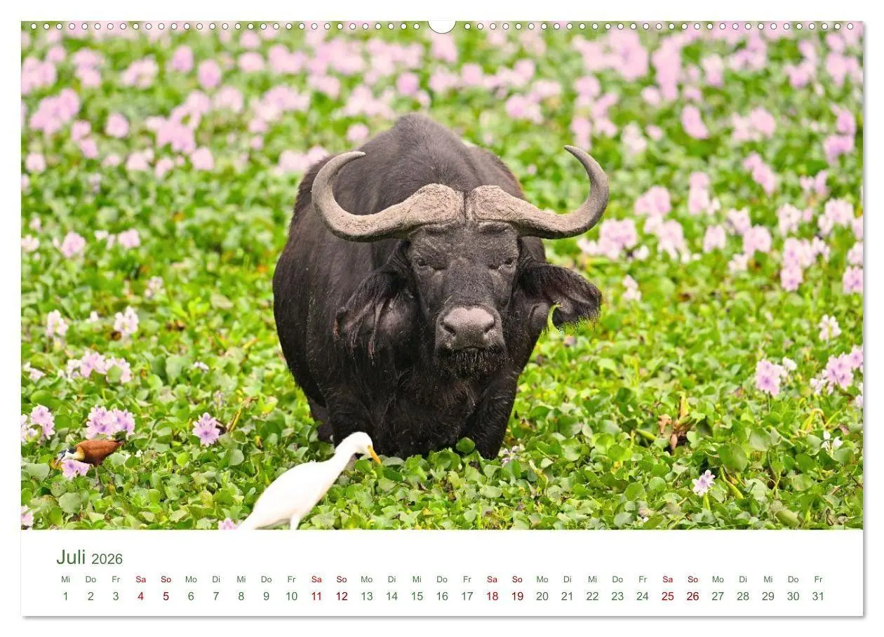 Bild: 9783516698558 | Tierwelten UGANDA (hochwertiger Premium Wandkalender 2026 DIN A2...