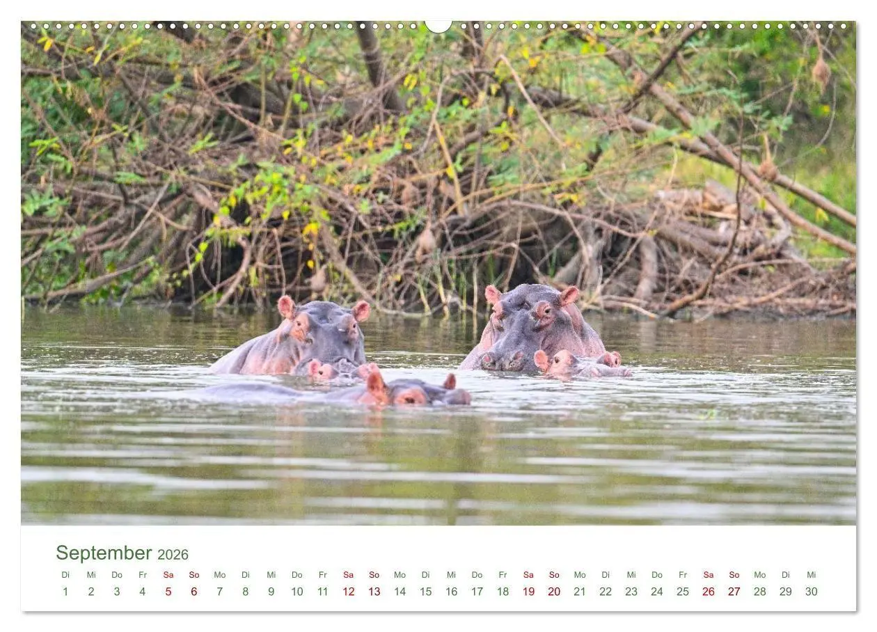 Bild: 9783516698558 | Tierwelten UGANDA (hochwertiger Premium Wandkalender 2026 DIN A2...