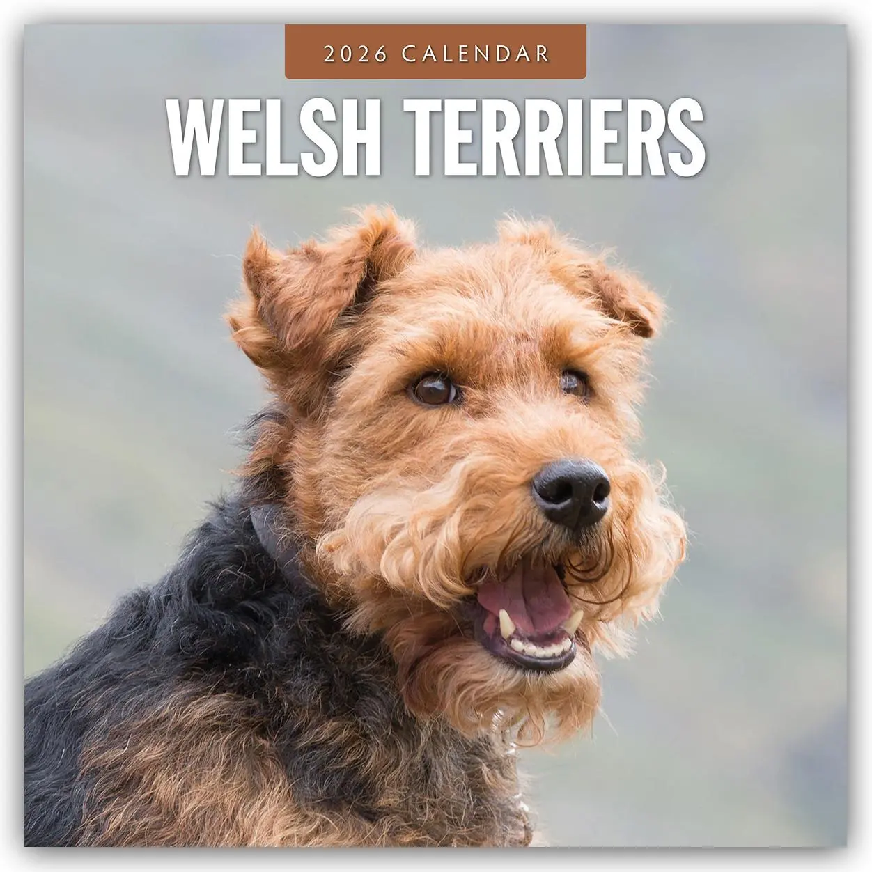 Cover: 9781804428658 | Welsh Terriers 2026 Square Wall Calendar | Red Robin | Taschenbuch