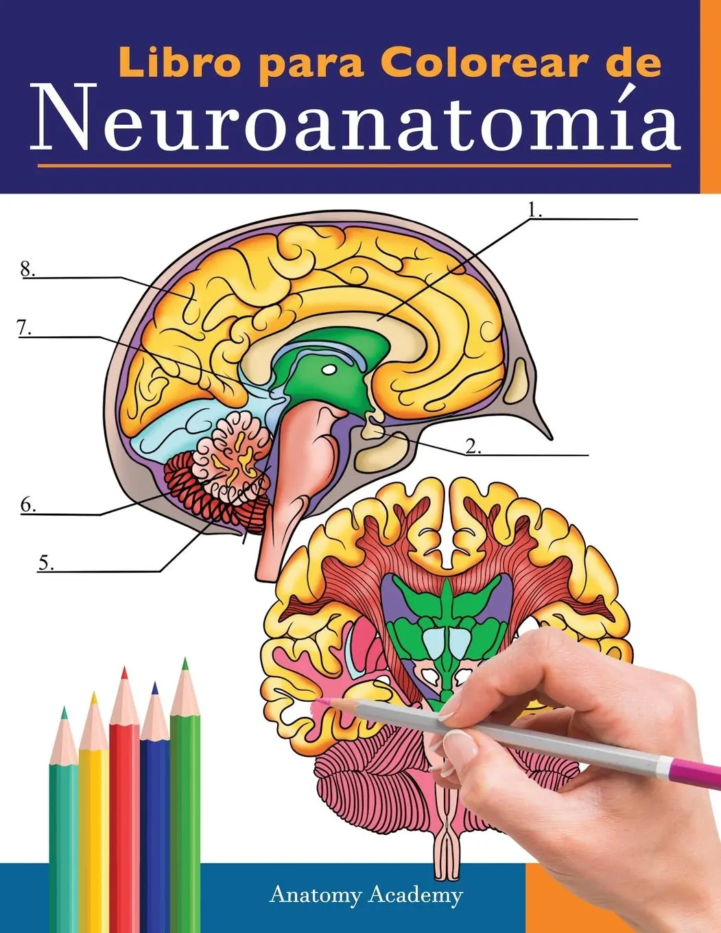 Cover: 9781838188658 | Libro para colorear de neuroanatomía | Anatomy Academy | Taschenbuch