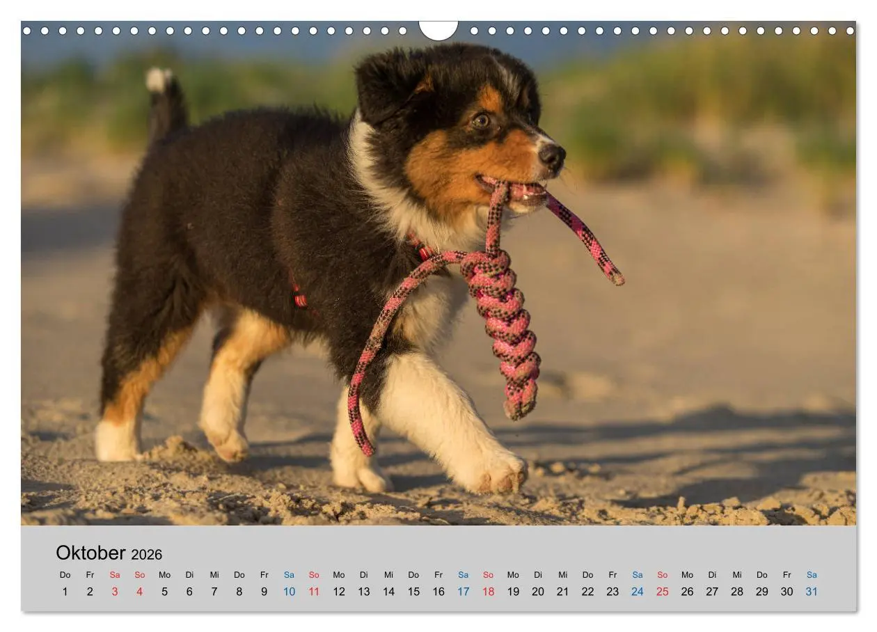 Bild: 9783457718858 | Australian Shepherd Welpen 2026 (Wandkalender 2026 DIN A3 quer),...