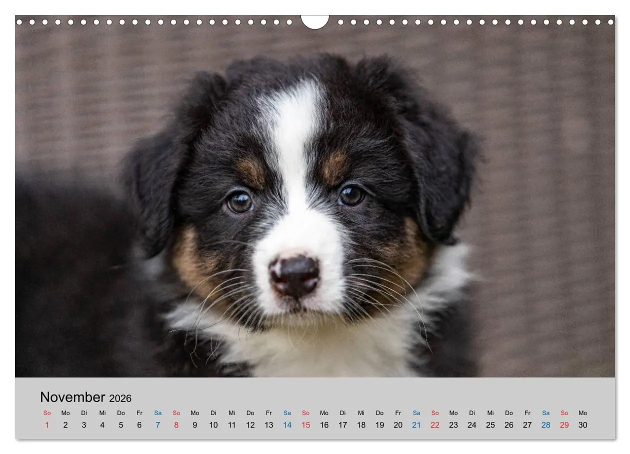 Bild: 9783457718858 | Australian Shepherd Welpen 2026 (Wandkalender 2026 DIN A3 quer),...